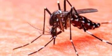 Expertos piden a México incorporar vacuna contra el dengue ante riesgo de nuevas epidemias