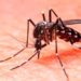 Expertos piden a México incorporar vacuna contra el dengue ante riesgo de nuevas epidemias