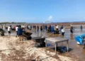 Recolectan 2 mil 112 toneladas de sargazo en Costa Maya