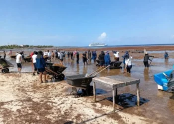 Recolectan 2 mil 112 toneladas de sargazo en Costa Maya