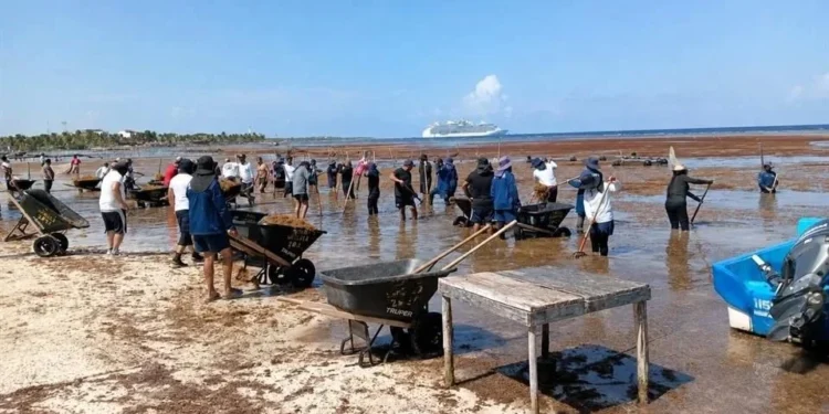 Recolectan 2 mil 112 toneladas de sargazo en Costa Maya