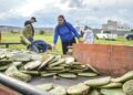 Entregan plantas de nopal Copena a 100 productores de Corregidora para fortalecer el campo