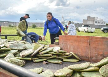 Entregan plantas de nopal Copena a 100 productores de Corregidora para fortalecer el campo