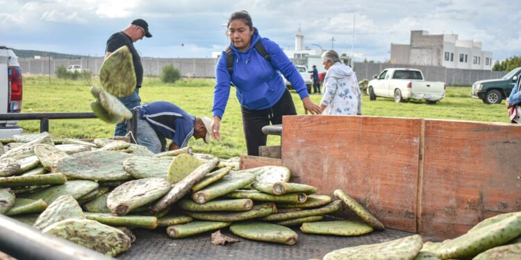 Entregan plantas de nopal Copena a 100 productores de Corregidora para fortalecer el campo