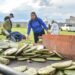 Entregan plantas de nopal Copena a 100 productores de Corregidora para fortalecer el campo