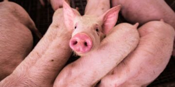 Nace el primer cerdo clonado para trasplantes de Latinoamérica