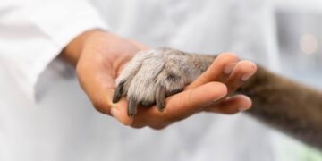 Eutanasian 200 perros y gatos al mes en la capital
