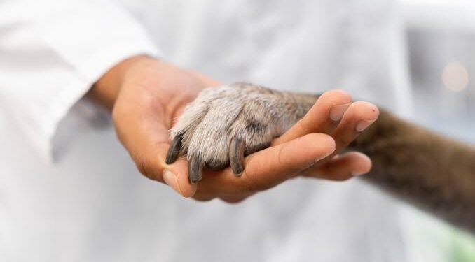 Eutanasian 200 perros y gatos al mes en la capital