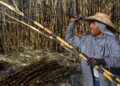 México ampliará sus exportaciones de azúcar a EE.UU.