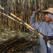 México ampliará sus exportaciones de azúcar a EE.UU.