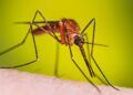 Detectan caso de malaria en Jalisco; paciente llegó al país por el Mundial 2026