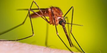 Detectan caso de malaria en Jalisco; paciente llegó al país por el Mundial 2026
