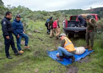 Defiende Profepa operativo que derivó en muerte del tigre