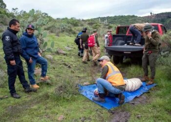 Murió tigre tras ser capturado en Edomex