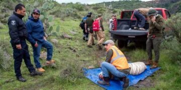 Murió tigre tras ser capturado en Edomex