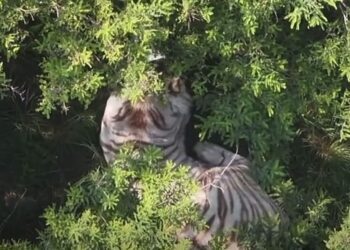 Capturan a tigre de bengala que escapó en Tepetlaoxtoc; está herido
