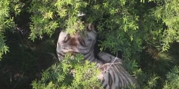 Capturan a tigre de bengala que escapó en Tepetlaoxtoc; está herido