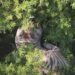Capturan a tigre de bengala que escapó en Tepetlaoxtoc; está herido