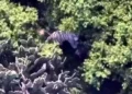 Culpa Semarnat a predio privado por fuga de tigre en Edomex