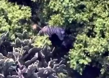 Culpa Semarnat a predio privado por fuga de tigre en Edomex