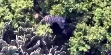 Culpa Semarnat a predio privado por fuga de tigre en Edomex
