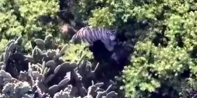 Culpa Semarnat a predio privado por fuga de tigre en Edomex