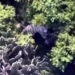Culpa Semarnat a predio privado por fuga de tigre en Edomex
