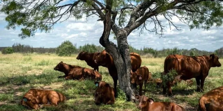 Levantará EU prohibición a ganado mexicano, reporta WSJ