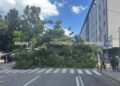 Cae árbol de la Alameda