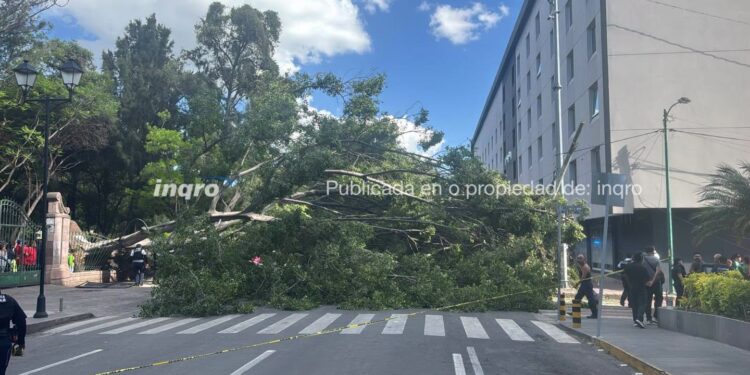 Cae árbol de la Alameda
