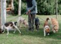 Buscan que paseadores de perros se profesionalicen