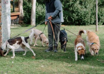 Buscan que paseadores de perros se profesionalicen