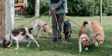 Buscan que paseadores de perros se profesionalicen