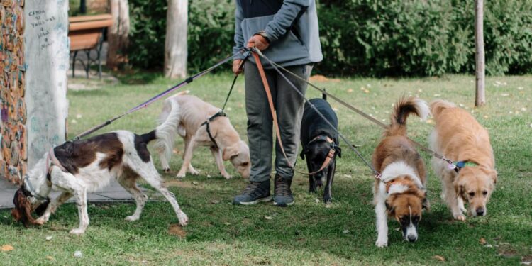 Buscan que paseadores de perros se profesionalicen