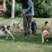 Buscan que paseadores de perros se profesionalicen