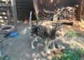 Rescata IMPA a tres perros tras denuncia por presunto maltrato en El Marqués