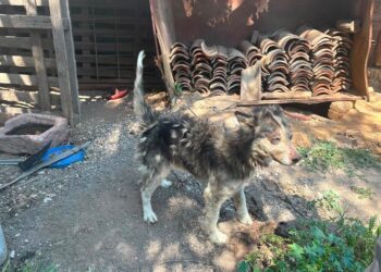 Rescata IMPA a tres perros tras denuncia por presunto maltrato en El Marqués