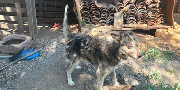 El IMPA refrendó su compromiso con la protección y bienestar de los animales en la demarcación.