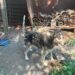 Rescata IMPA a tres perros tras denuncia por presunto maltrato en El Marqués