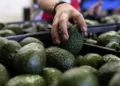 Busca México destrabar con EU exportación de aguacate
