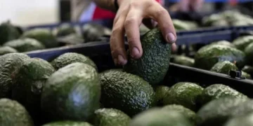 Busca México destrabar con EU exportación de aguacate