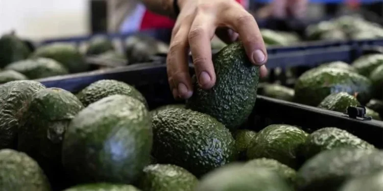 Busca México destrabar con EU exportación de aguacate