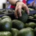 Busca México destrabar con EU exportación de aguacate