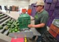 Libera EU 9 mil tons. de aguacate mexicano tras acuerdo