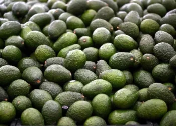 Lanzan en EU nuevo llamado para topar aguacate mexicano