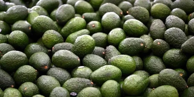 Lanzan en EU nuevo llamado para topar aguacate mexicano