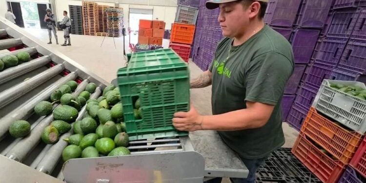 Libera EU 9 mil tons. de aguacate mexicano tras acuerdo