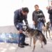 Aprueban en comisión declarar el 21 de julio como Día del Bienestar del Perro