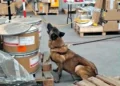 Hallan 245 kilos de metanfetamina en AICM