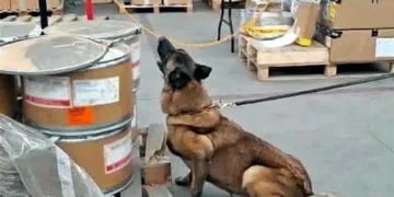 Hallan 245 kilos de metanfetamina en AICM